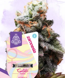 Gelato Feminized Esrar Tohumu (Zamnesia Seeds)
