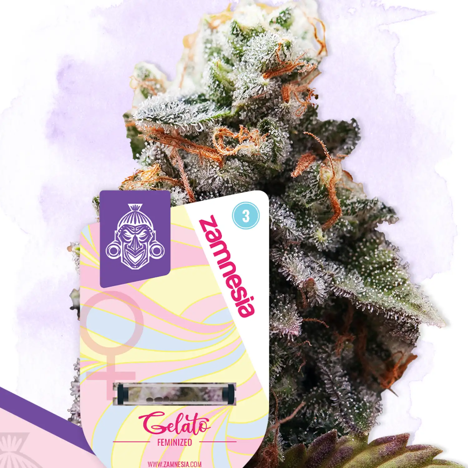 Gelato Feminized Esrar Tohumu (Zamnesia Seeds)