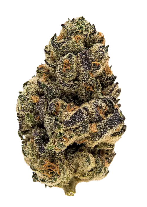 Gelato Put in Pop, kremsi ve meyveli aromasıyla öne çıkan Indica baskın bir türdür. Yüksek THC içeriğiyle rahatlatıcı etkilerini keşfedin ve genetik yapısını görüntüleyin.