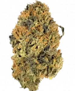 Gelato Sorbet, portakal ve nane aromalarıyla öne çıkan dengeli bir hibrit türdür. Yaratıcılığı artıran ve rahatlama sağlayan bu türün genetik yapısını keşfedin.