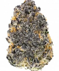 Gelato × Hollywood, kiraz aromaları ve yüksek THC içeriğiyle öne çıkan bir hibrit türdür. Bu eşsiz türün genetik yapısını ve etkilerini keşfedin.