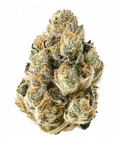 Gelato x Sour Face, baskın meyve aromaları ve THC içeriğiyle öne çıkan dengeli bir hibrit türdür. Yaratıcılığı ve rahatlamayı keşfedin.