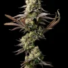 Gelat.OG Feminized Esrar Tohumu (Seedsman)