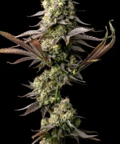 Gelat.OG Feminized Esrar Tohumu (Seedsman)