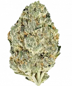 Gello, tatlı meyve aroması ve dengeli etkileriyle öne çıkan bir hibrit türdür. Yaratıcılığı teşvik eden bu türün genetik yapısını keşfedin ve deneyimini görüntüleyin.