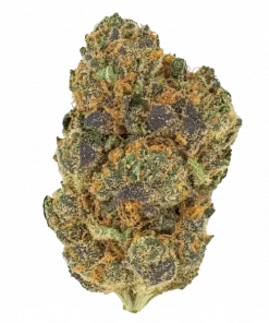 Gello Shotz, yakıtımsı ve limon aromalı, yüksek THC'li Sativa baskın bir türdür. Enerji verici ve yaratıcılığı tetikleyici etkileriyle öne çıkar. Özelliklerini keşfedin.