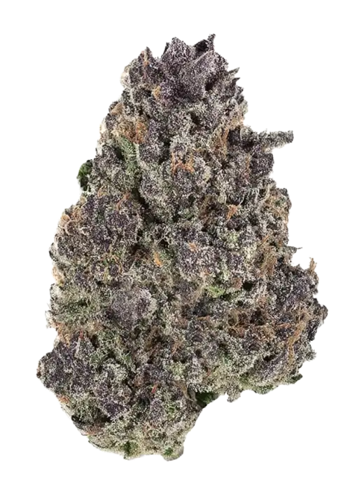 Gelly Biscuit, tatlı aroması ve dengeli yapısıyla öne çıkan Indica Sativa türüdür. Benzersiz lezzet profilini ve potansiyel faydalarını keşfedin.