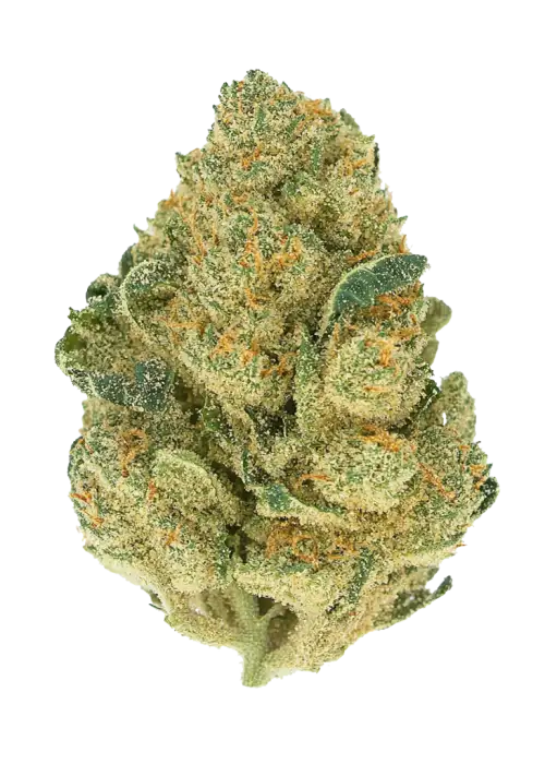 Gelucci, sert yakıtımsı aroması ve yüksek THC içeriğiyle öne çıkan Indica baskın bir türdür. Derin rahatlama ve potansiyel faydalarını keşfedin.