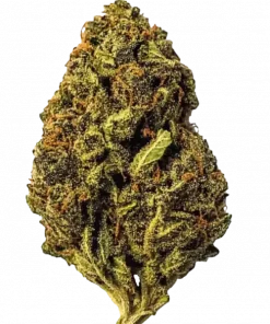 Georgia Pie, tatlı meyve ve toprak aromalarıyla öne çıkan dengeli bir hibrit türdür. Stres ve kaygıya iyi geldiği bilinir. Özelliklerini keşfedin.