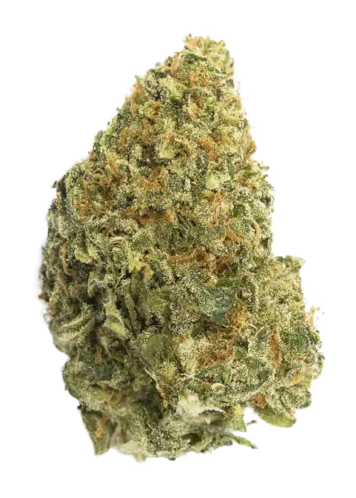 Georgia Tang, yakıtımsı aroması ve zihinsel berraklığı artıran etkisiyle öne çıkan dengeli bir türdür. Benzersiz genetik yapısını keşfedin ve potansiyel faydalarını görüntüleyin.