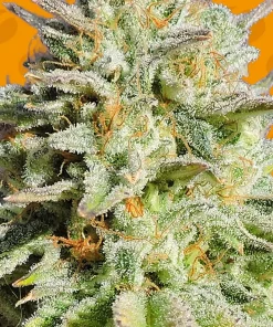 GG4 Original Glue Feminized Esrar Tohumu (Original Sensible Seeds)