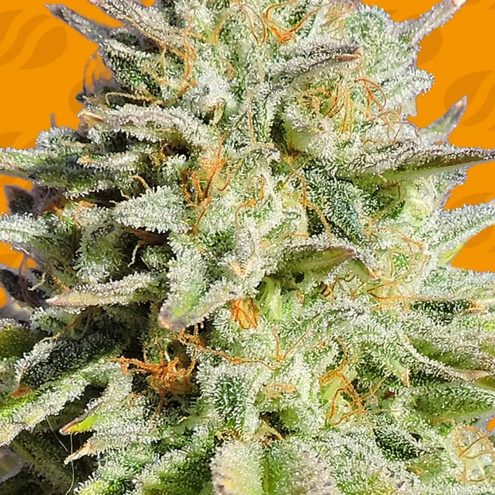 GG4 Original Glue Feminized Esrar Tohumu (Original Sensible Seeds)