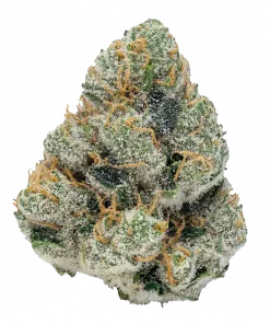 GG4 Sherbet FF, yakıtımsı aroması ve yüksek THC içeriğiyle öne çıkan Indica dominant bir türdür. Rahatlatıcı etkilerini keşfedin ve genetik yapısını inceleyin.