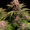 GG4 Sherbet FF Feminized Esrar Tohumu (Fast Buds)