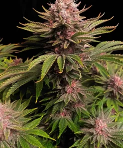GG4 Sherbet FF Feminized Esrar Tohumu (Fast Buds)
