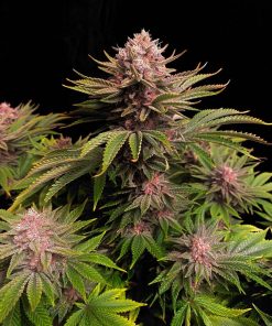 GG4 Sherbet FF Feminized Esrar Tohumu (Fast Buds)