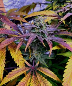 GG4 Sherbet FF Feminized Esrar Tohumu (Fast Buds)