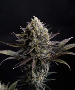GG4 Sherbet FF Feminized Esrar Tohumu (Fast Buds)