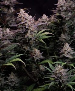GG4 Sherbet FF Feminized Esrar Tohumu (Fast Buds)