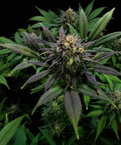 GG4 Sherbet FF Feminized Esrar Tohumu (Fast Buds)