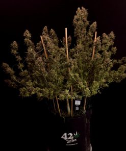 GG4 Sherbet FF Feminized Esrar Tohumu (Fast Buds)