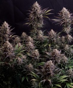GG4 Sherbet FF Feminized Esrar Tohumu (Fast Buds)