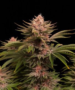 GG4 Sherbet FF Feminized Esrar Tohumu (Fast Buds)