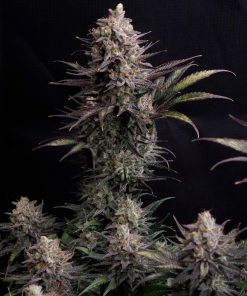 GG4 Sherbet FF Feminized Esrar Tohumu (Fast Buds)