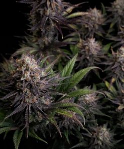 GG4 Sherbet FF Feminized Esrar Tohumu (Fast Buds)