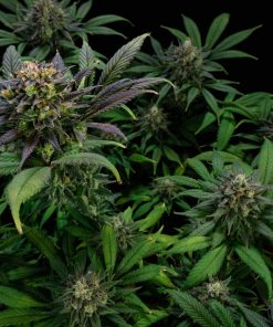 GG4 Sherbet FF Feminized Esrar Tohumu (Fast Buds)