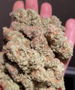 GG4 Sherbet FF Feminized Esrar Tohumu (Fast Buds)