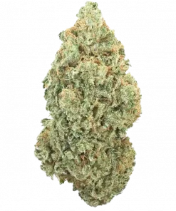 GH Cheese, keskin skunk aroması ve yüksek THC içeriğiyle öne çıkan Indica dominant bir türdür. Derin rahatlama ve uyku getirici etkilerini keşfedin.
