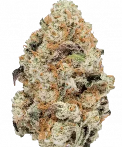 Ghost OG, keskin limon ve çam aromalarıyla öne çıkan Indica dominant bir türdür. Rahatlatıcı ve mutluluk verici etkileri keşfetmek için hemen görüntüleyin.