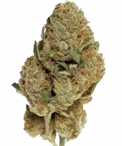 Ghost Train Haze, kimyasal limon aroması ve yüksek THC içeriğiyle bilinen sativa baskın türdür. Depresyon ve ağrı tedavisinde potansiyelini keşfedin. Hemen görüntüleyin.