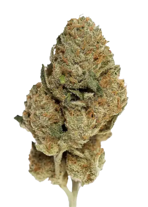 Ghost Train Haze, kimyasal limon aroması ve yüksek THC içeriğiyle bilinen sativa baskın türdür. Depresyon ve ağrı tedavisinde potansiyelini keşfedin. Hemen görüntüleyin.