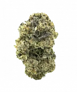 Giesel, yakıtımsı aroması ve dengeli genetiğiyle öne çıkan bir hibrit türdür. THC içeriğiyle rahatlatıcı etkilerini keşfedin ve potansiyel faydalarını görüntüleyin.