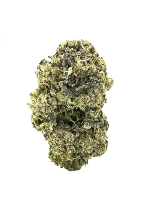 Giesel, yakıtımsı aroması ve dengeli genetiğiyle öne çıkan bir hibrit türdür. THC içeriğiyle rahatlatıcı etkilerini keşfedin ve potansiyel faydalarını görüntüleyin.