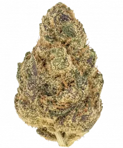 Giraffe Pussy, vanilya ve narenciye notalarıyla öne çıkan Indica baskın bir türdür. Enerjik etkileriyle bilinir. Genetik yapısını ve faydalarını keşfedin.