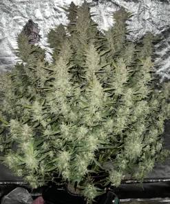 Girl Scout Cookies Auto Fem Esrar Tohumu (Fast Buds)