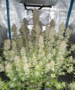 Girl Scout Cookies Auto Fem Esrar Tohumu (Fast Buds)