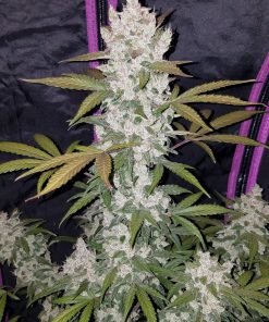 Girl Scout Cookies Auto Fem Esrar Tohumu (Fast Buds)