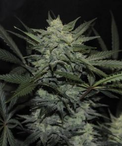 Girl Scout Cookies Auto Fem Esrar Tohumu (Fast Buds)