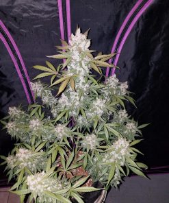 Girl Scout Cookies Auto Fem Esrar Tohumu (Fast Buds)