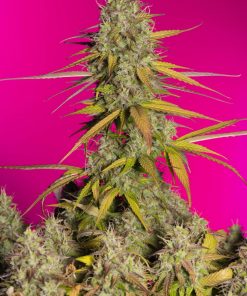 Girl Scout Cookies Auto Fem Esrar Tohumu (Fast Buds)