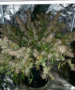 Girl Scout Cookies Auto Fem Esrar Tohumu (Fast Buds)