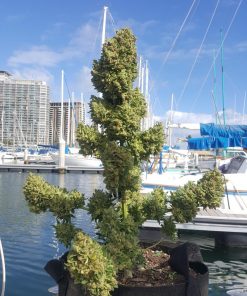 Girl Scout Cookies Auto Fem Esrar Tohumu (Fast Buds)