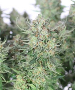 Girl Scout Cookies Auto Fem Esrar Tohumu (Fast Buds)