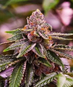 Girl Scout Cookies Feminized Esrar Tohumu (Nirvana)