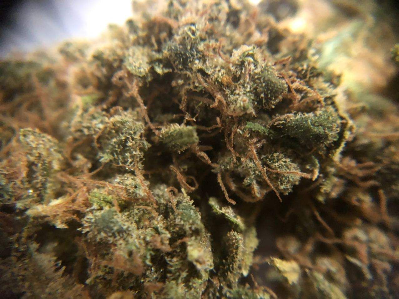 Girl Scout Cookies Feminized Esrar Tohumu (Nirvana)