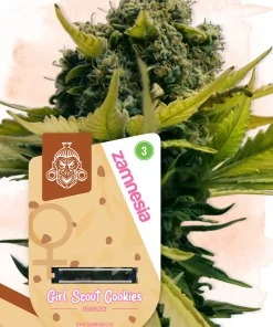 Girl Scout Cookies Feminized Esrar Tohumu (Zamnesia Seeds)